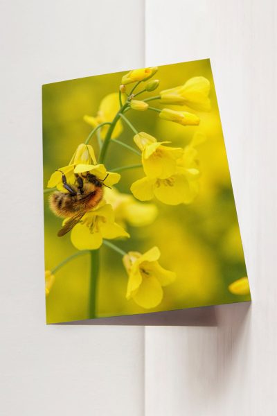 Bee on oil see rape Greetings card - 51