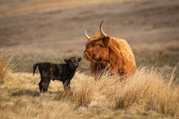 A highland cow and her newborn calf print "Highland Bond" 508