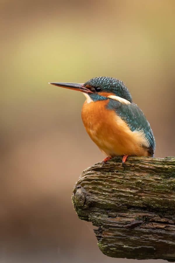 Kingfisher Portrait Print | Bird Photography Wall Art 500