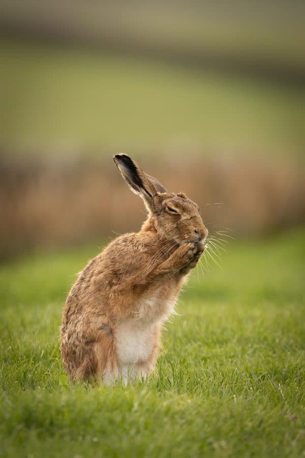 Grooming Brown Hare Print | Wildlife Photography Wall Art 516