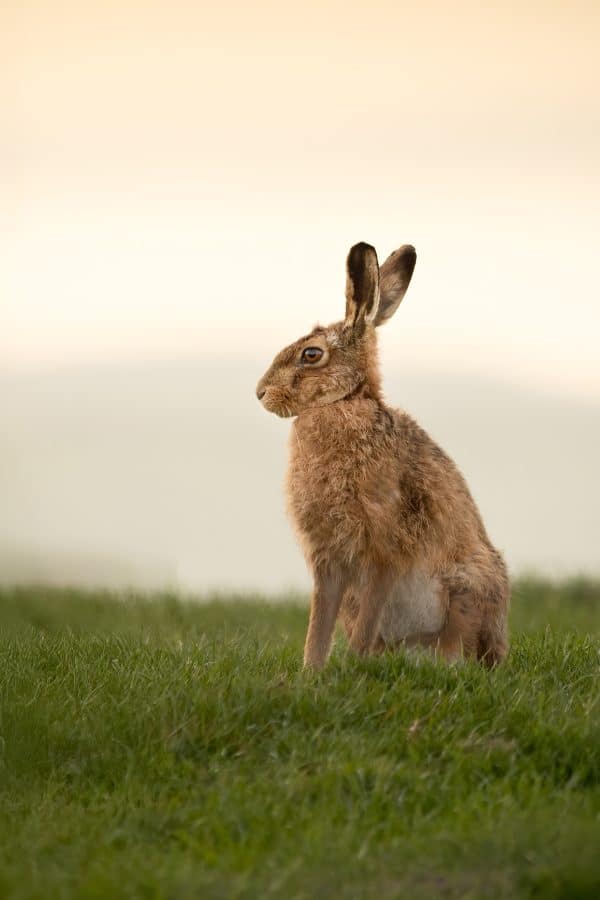 Sunrise Hare Print | Wildlife Photography Wall Art 515