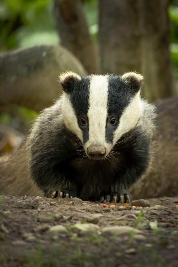 Badger Cub print 519