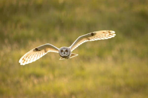 Short-eared Owl in Flight Print | Wildlife Photography Wall Art 534