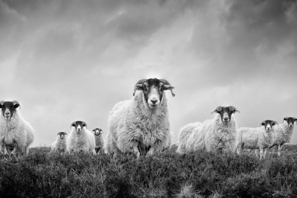 Award-winning black and white photograph of Scottish Blackface sheep in the Cairngorms, Scotland