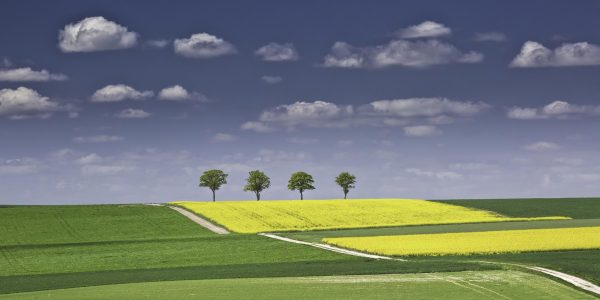 Panoramic canvas print of yellow and green fields with four trees in Champagne-Ardenne, France