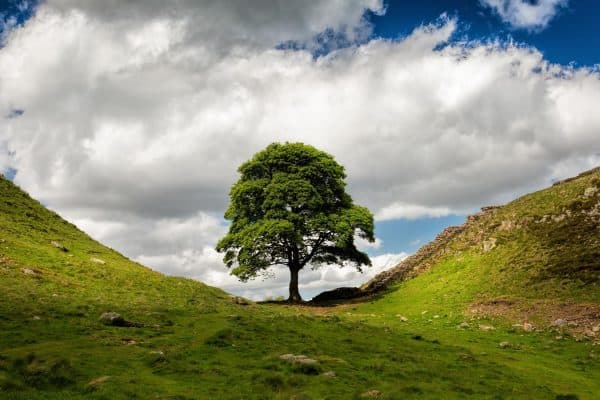 Sycamore Gap tree on Hadrian’s Wall beneath a dramatic summer sky in Northumberland