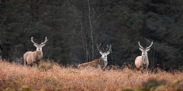 Three red deer stags standing amongst autumn bracken on the Isle of Skye, Scotland, with dark woodland behind them. Panoramic wildlife photograph.