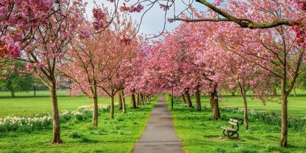 Panoramic photograph of the cherry blossom trees on Harrogate Stray in North Yorkshire, with a pathway beneath pink blossom and spring daffodils.