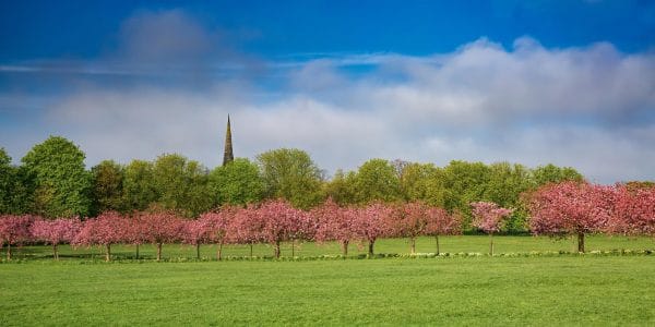 Panoramic photograph of Harrogate Stray in spring, with pink cherry blossom trees, green lawns and a church spire rising above the trees.