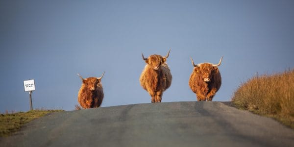 Three shaggy Highland cows standing on the Malham to Settle road in the Yorkshire Dales, beside a Passing Place sign.