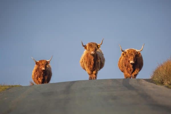 Three shaggy Highland cows standing on the Malham to Settle road in the Yorkshire Dales, beside a Passing Place sign.