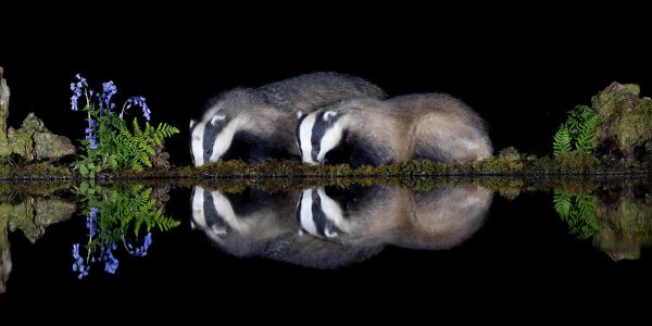 Badger Duo Canvas Print 469