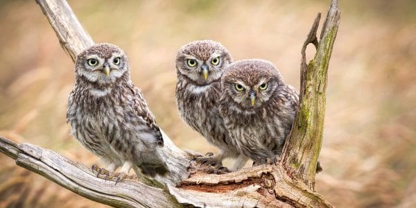 Three wild little owl owlets sitting together in a willow tree, British wildlife photography panoramic canvas print