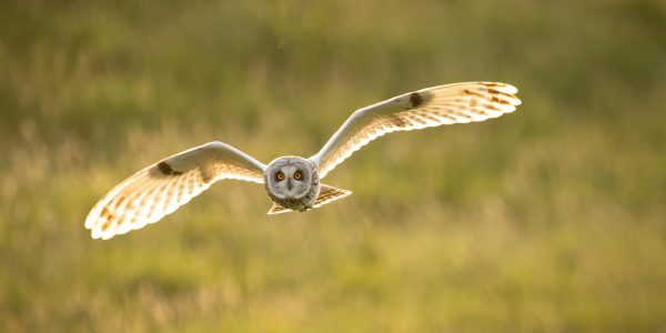 Short-eared owl flying towards the camera with wings outstretched and golden sunlight shining through its feathers, photographed in North Yorkshire.